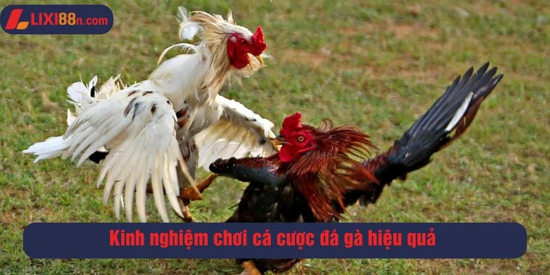 Kinh nghiệm chơi cá cược đá gà hiệu quả