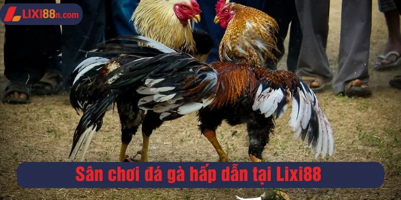 Sân chơi đá gà hấp dẫn tại Lixi88